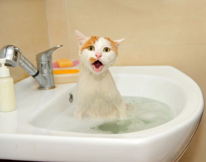 貓咪為什麼不愛洗澡？4個小妙招讓你的貓咪不再抗拒洗澡 萌寵 第1張