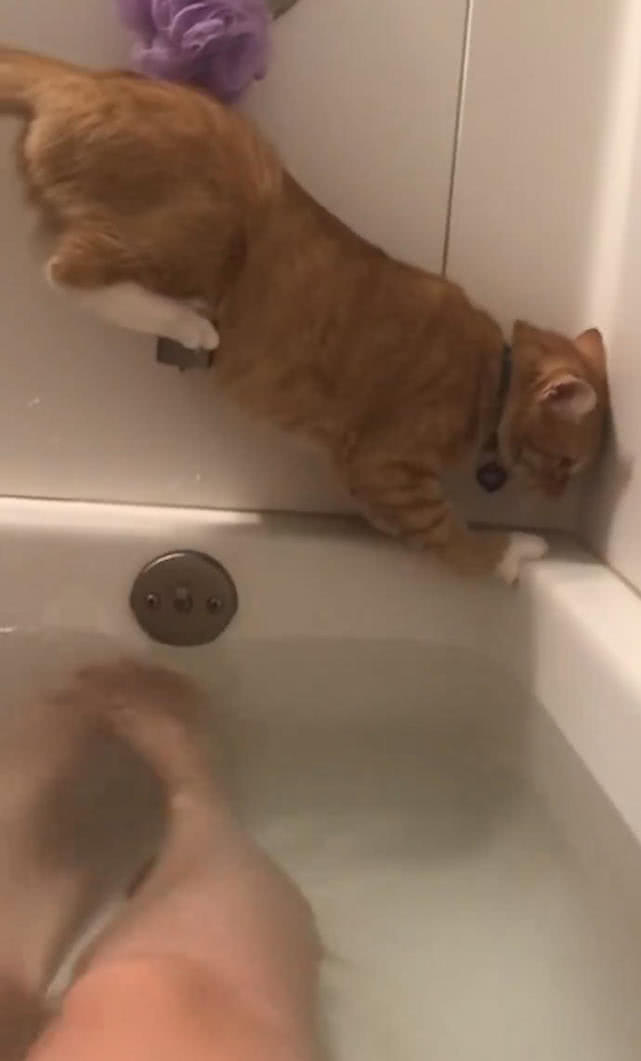 原創
            貓咪為了偷窺主人洗澡，爬上浴缸後進退兩難，網友：你就不能不動 萌寵 第2張