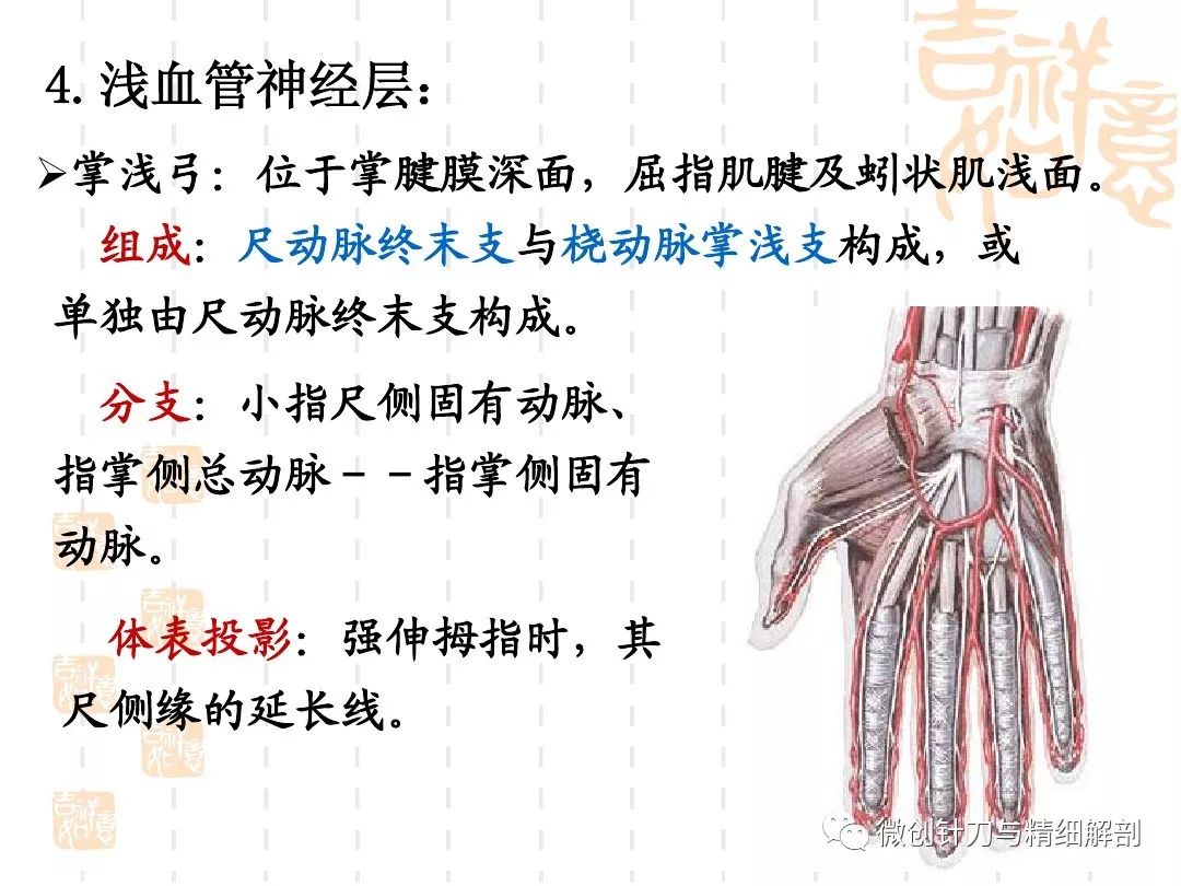 手掌的精细解剖