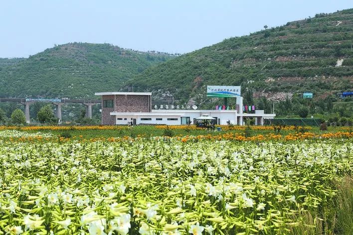 红石沟休闲生态农场花海