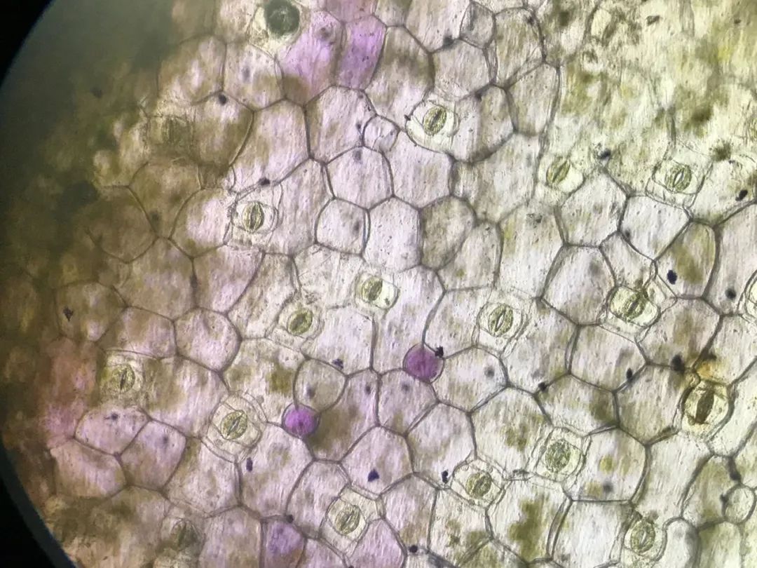 下表皮标本在显微镜下看到的景象,有没有看到那一个个大大张开的气孔