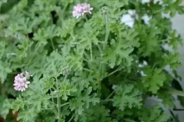 植物盘点:那些容易种植的美味香草植物