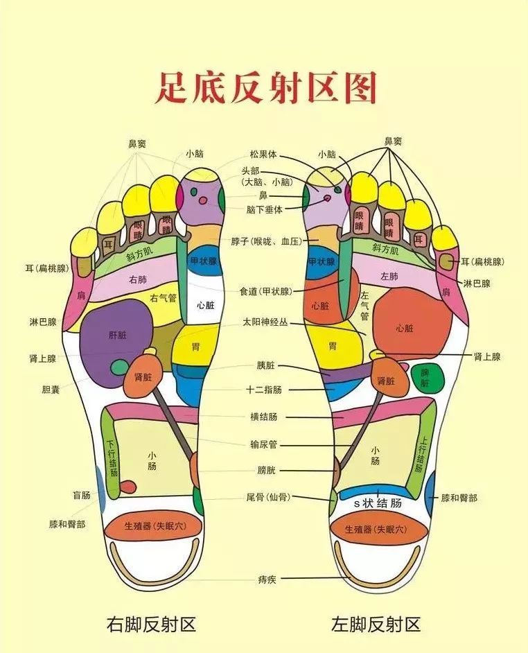 足疗反射区图