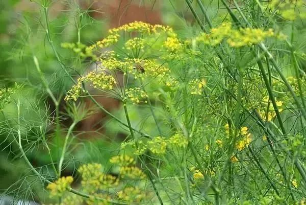 植物盘点:那些容易种植的美味香草植物