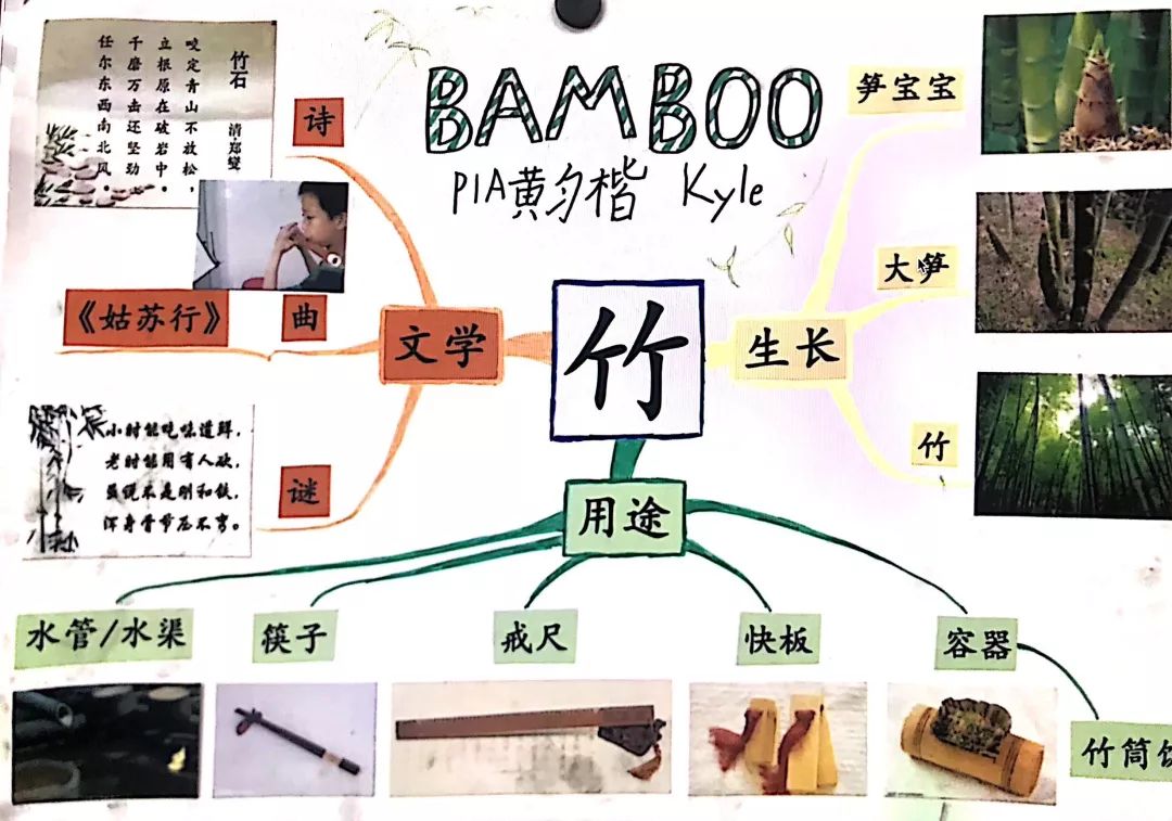 小学部 | 这一周,"竹"够精彩 bamboo exploration_竹子