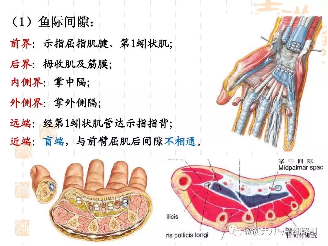 手掌的精细解剖