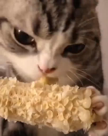 原創
            貓咪偷吃主人的玉米，抱著啃的姿勢萌翻網友，網友：沒有貓不吃的 萌寵 第2張