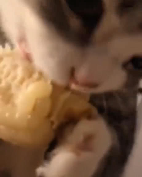 原創
            貓咪偷吃主人的玉米，抱著啃的姿勢萌翻網友，網友：沒有貓不吃的 萌寵 第4張