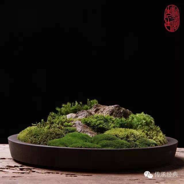 苔藓盆景