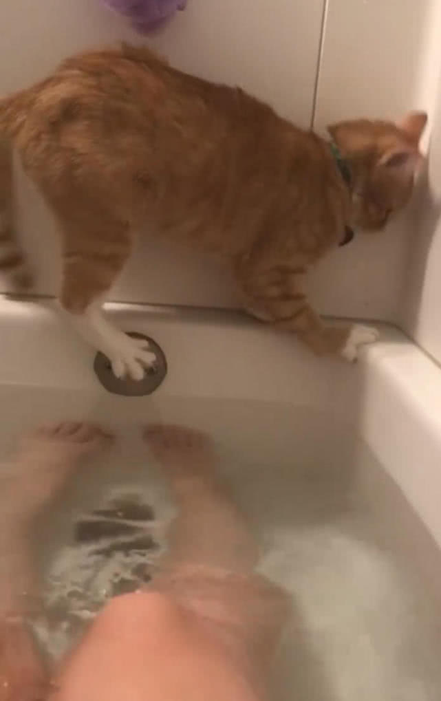 原創
            貓咪為了偷窺主人洗澡，爬上浴缸後進退兩難，網友：你就不能不動 萌寵 第3張