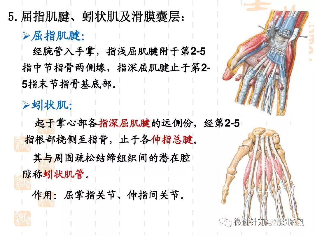 手掌的精细解剖