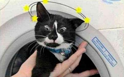 华懋宠物医院:不小心把猫咪扔进洗衣机,发现时