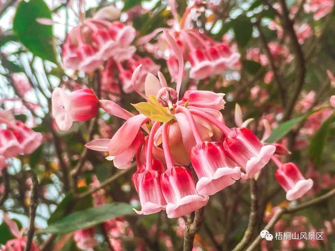 梧桐山又红了吊钟花红花荷棉毛杜鹃都开了