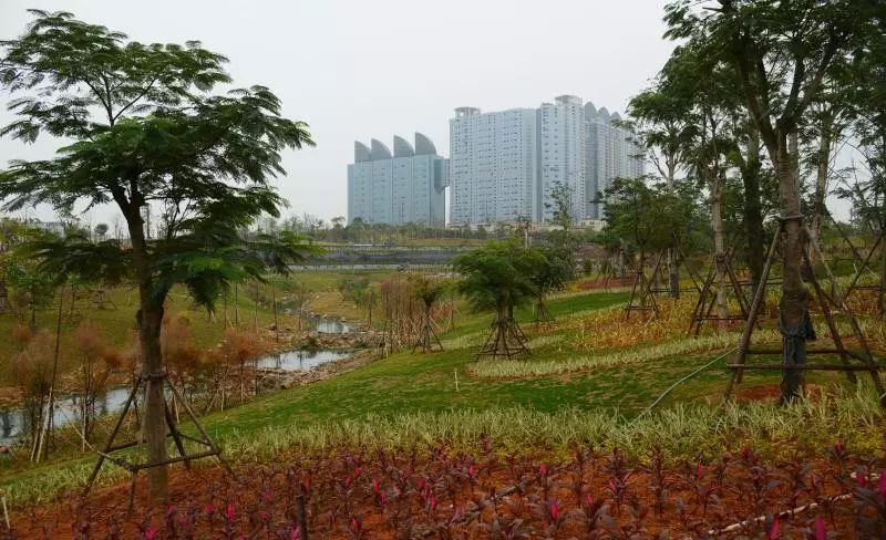 厦门最大生态公园将竣工开放!梯田花海,溪流湿地