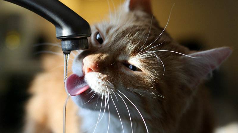 貓咪為什麼不愛洗澡？4個小妙招讓你的貓咪不再抗拒洗澡 萌寵 第2張