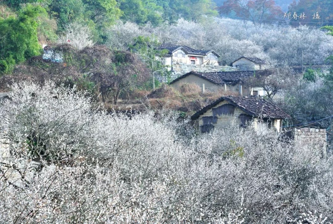 【关注】梅花盛开 相约普宁