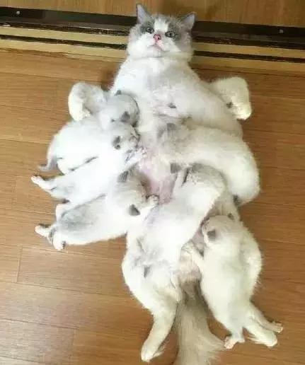 貓媽媽生了19只布偶貓崽，價值二十萬！貓媽：鬼神之力已用盡！ 萌寵 第4張