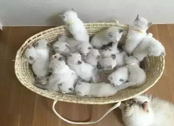 貓媽媽生了19只布偶貓崽，價值二十萬！貓媽：鬼神之力已用盡！ 萌寵 第1張