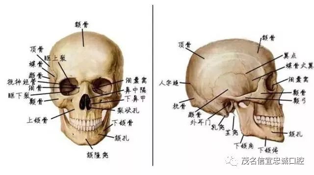 脸皮上部的支撑主要靠额骨,颧骨和上颌骨,最宽部位在颧骨.