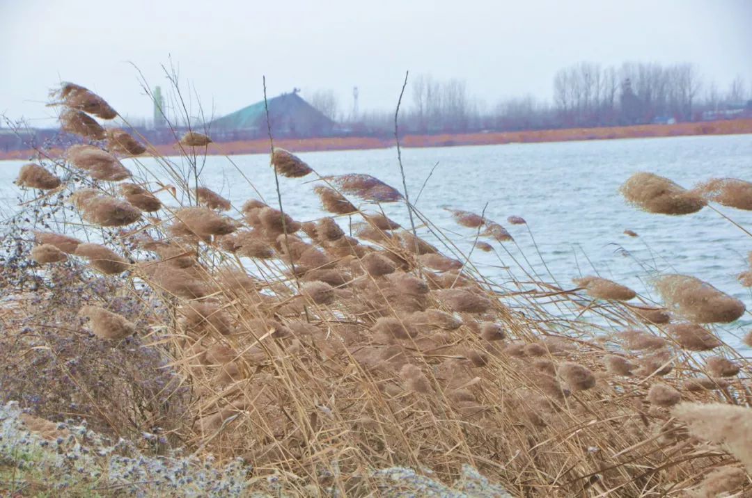 醉美约起这里的芦花繁开似雪