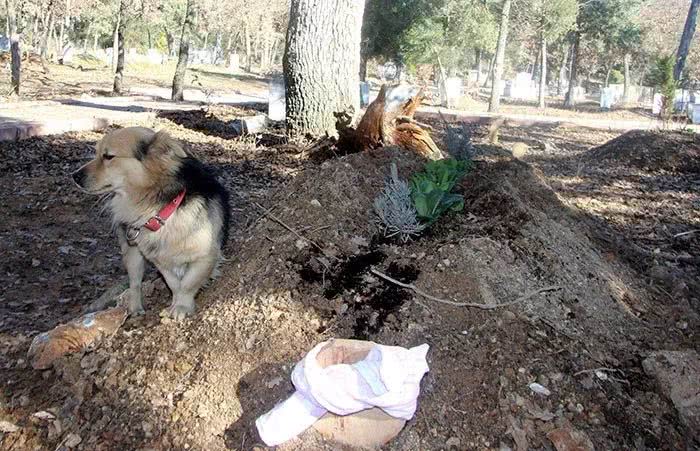 主人過世後，愛犬消失不見，直到半年後才發現…… 萌寵 第10張