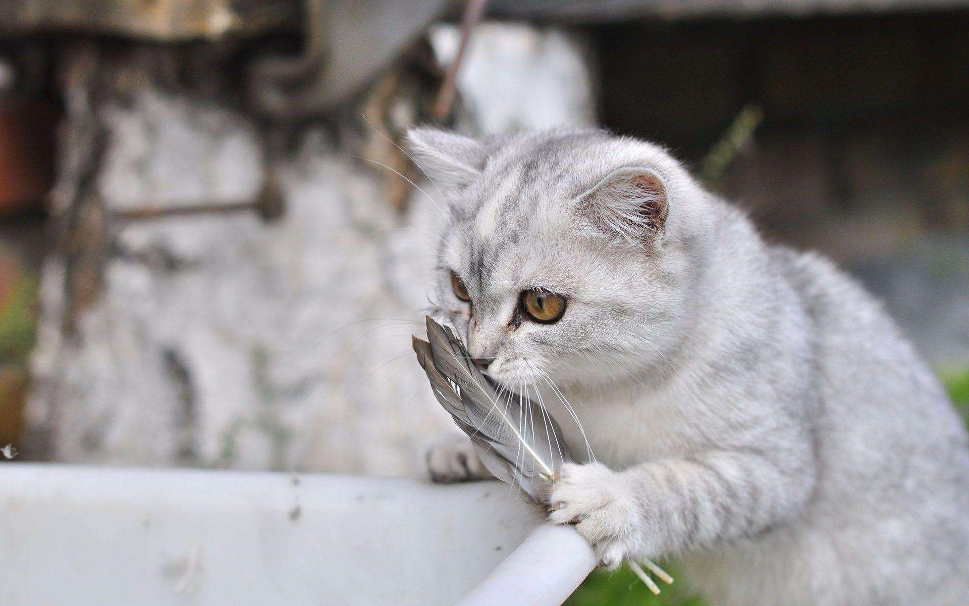 小猫不爱洗澡怎么办