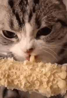 原創
            貓咪偷吃主人的玉米，抱著啃的姿勢萌翻網友，網友：沒有貓不吃的 萌寵 第1張