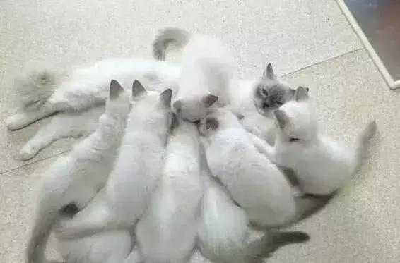 貓媽媽生了19只布偶貓崽，價值二十萬！貓媽：鬼神之力已用盡！ 萌寵 第3張
