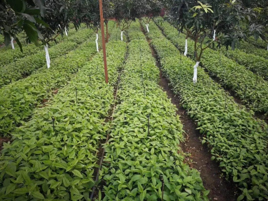 别看红果参长相非常奇葩,但是它全株皆是宝,果茎叶根均可药用,其中果