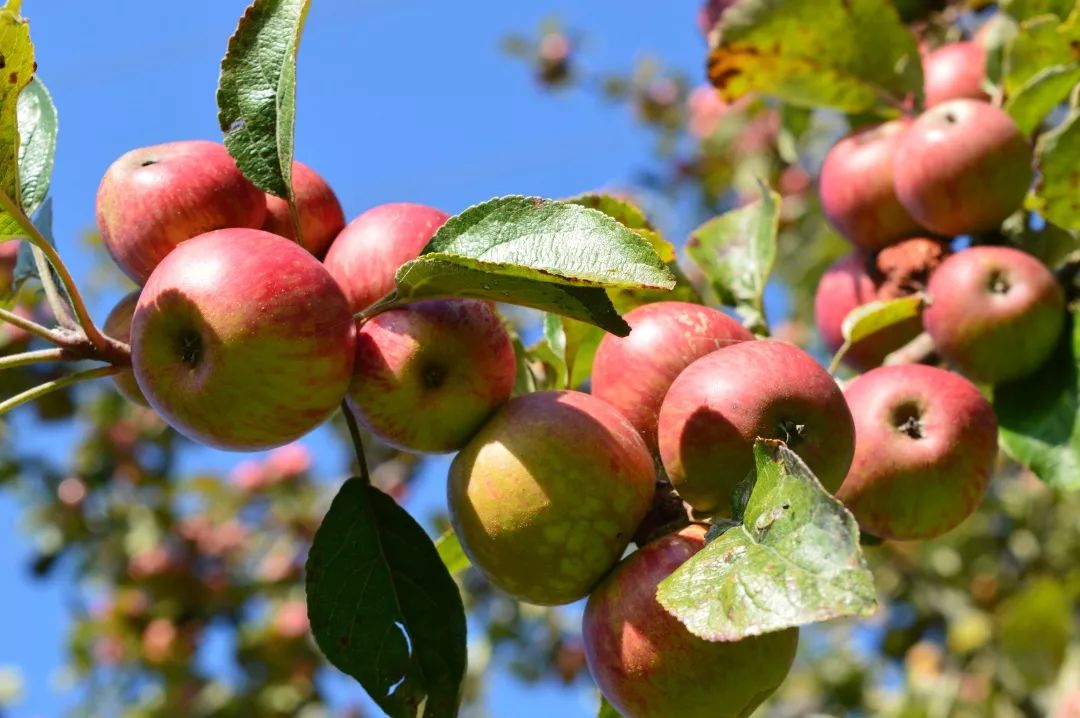 Apple Cider Rinse Recipe: A Natural and Refreshing Hair Detoxifier