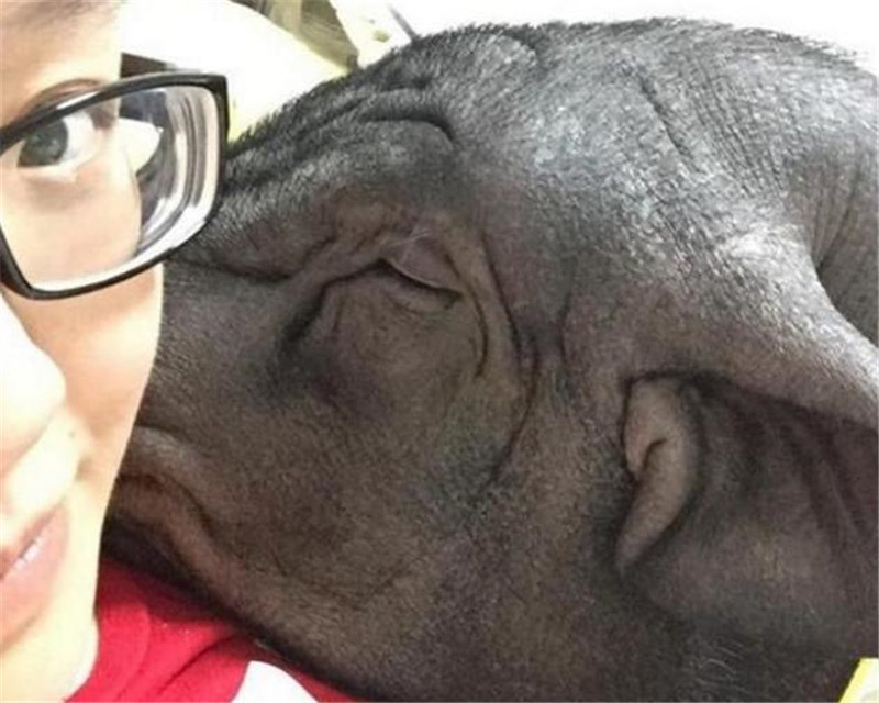 女子和巨型寵物豬睡在一起，這口味有點重啊 萌寵 第2張
