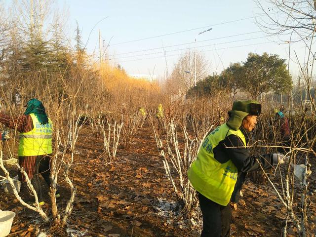 去年临沂这个区维护710万平方绿地,对20条道路绿化改造