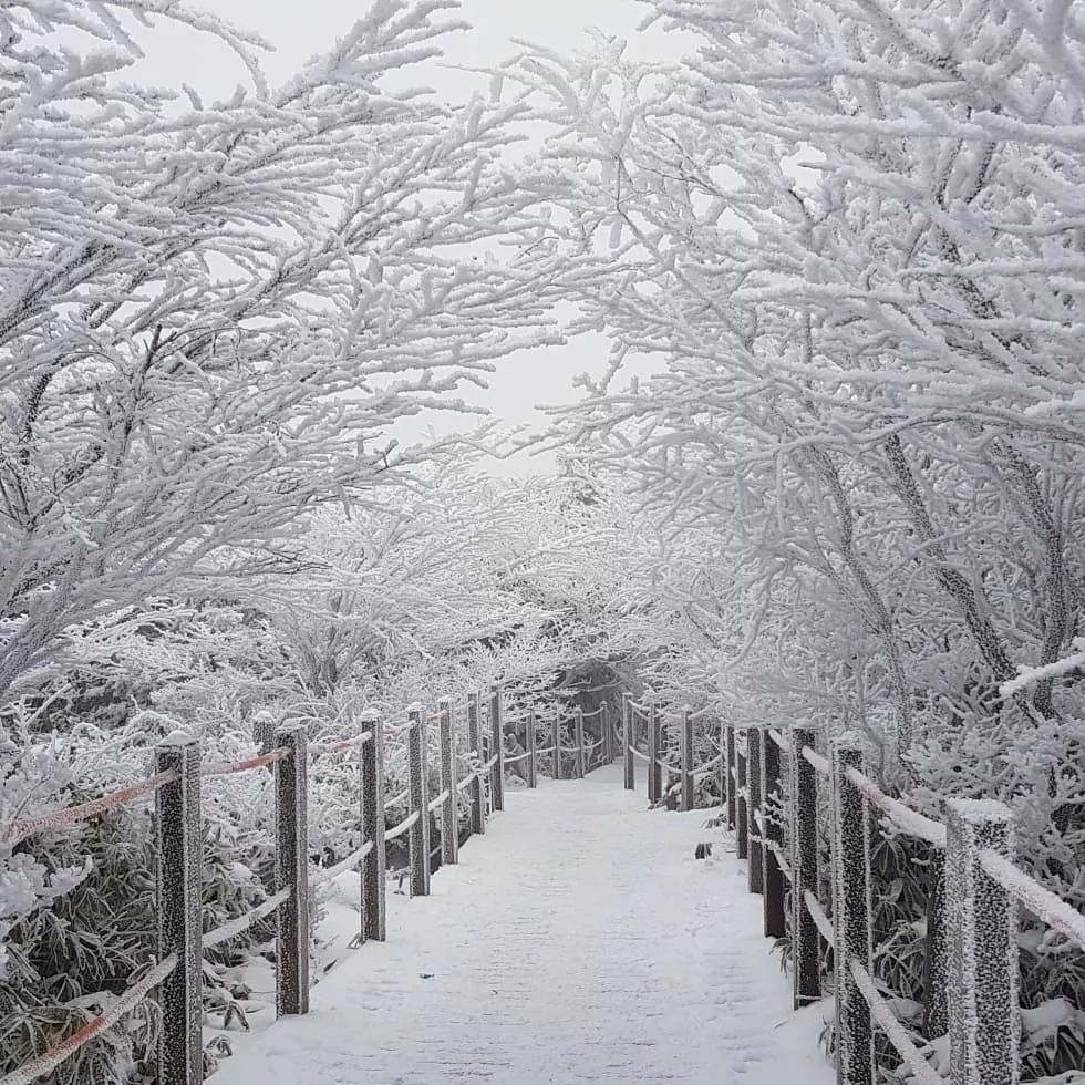 冬天的济州岛是最美调色盘,踏上雪季限定的旅行