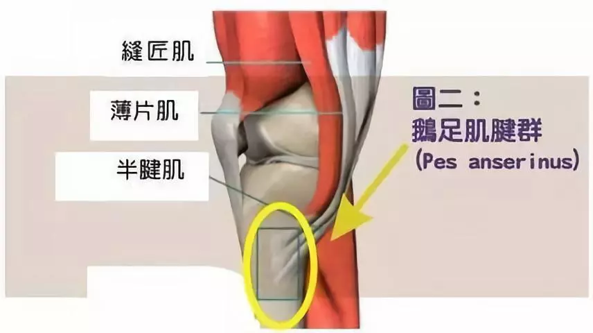 疼痛位置位于膝关节前内侧的下方,是缝匠肌,股薄肌及半腱肌的肌腱止点