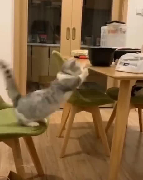 原創
            短腿貓想偷吃桌上食物，從椅子上起跳時悲劇發生，主人在一旁笑噴 萌寵 第4張