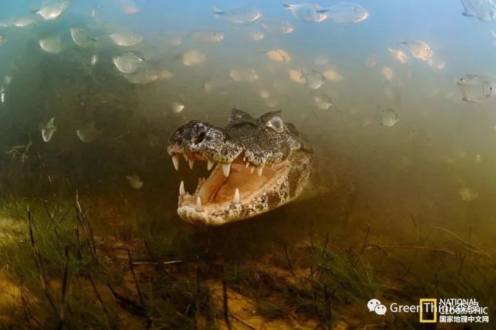 水族爱好者天堂,亚马逊水下摄影合集!