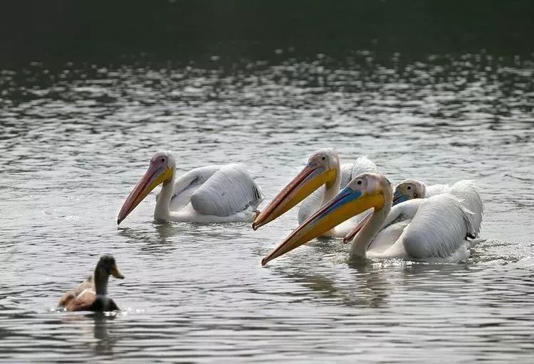 鸟界王大陆来海口了看大嘴白鹈鹕玩转海口湿地它的名字你会念吗