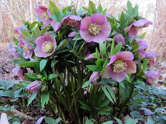 为hellebores,与它的属名一样,都来自分布于巴尔干半岛的东方铁筷子h