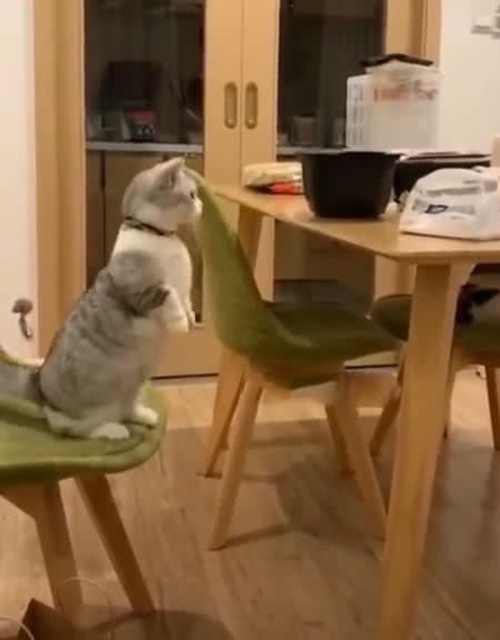 原創
            短腿貓想偷吃桌上食物，從椅子上起跳時悲劇發生，主人在一旁笑噴 萌寵 第3張