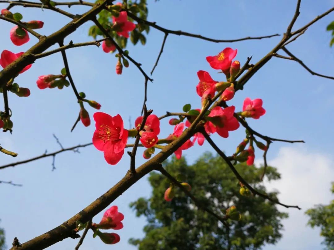 冬日暖阳照海棠花枝俏