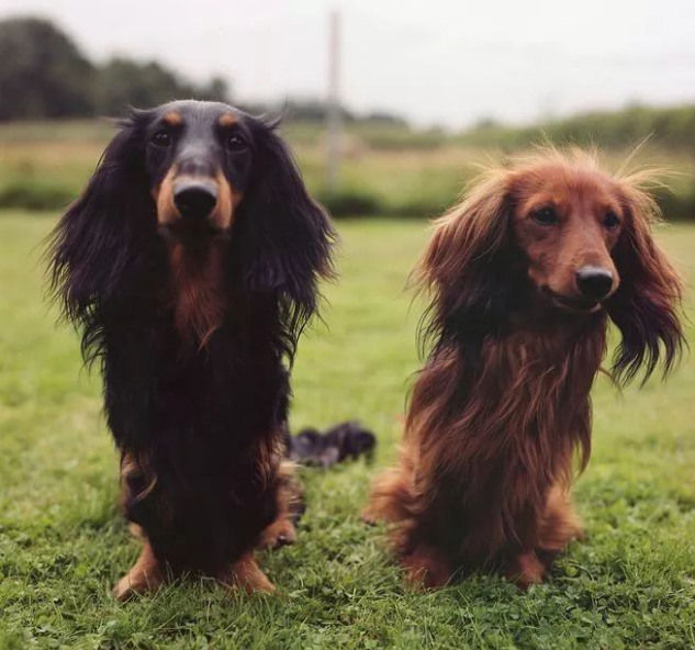 【小课堂】了解长毛腊肠犬!