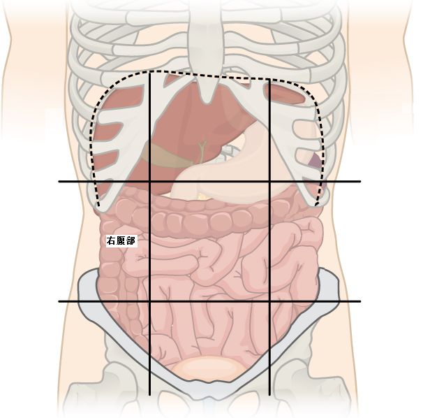 4. 右腹部