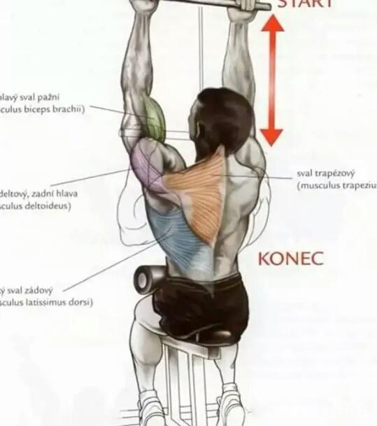 动作十一:双杠臂屈伸(身体越前倾,胸大肌的刺激越大,越直立,就越容易