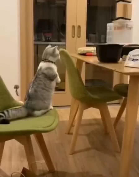 原創
            短腿貓想偷吃桌上食物，從椅子上起跳時悲劇發生，主人在一旁笑噴 萌寵 第2張