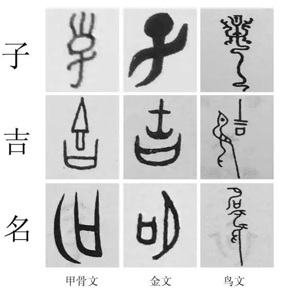 图11"子"吉"名 3 个字的甲骨文,金文和鸟文的对比从图11 可以