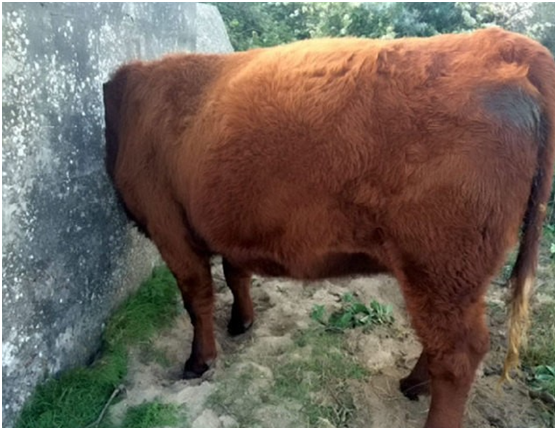 你一定忍不住笑出聲，這些以各種姿勢卡住的動物們 萌寵 第2張