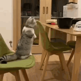 原創
            短腿貓想偷吃桌上食物，從椅子上起跳時悲劇發生，主人在一旁笑噴 萌寵 第1張