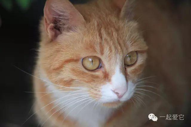福懋动物医院:如何给猫咪的眼睛进行护理?打造一双卡姿兰大眼睛