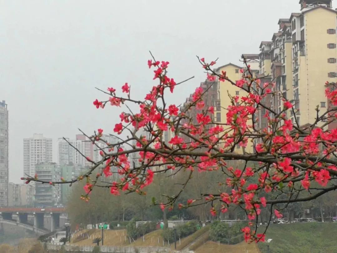 冬日暖阳照 海棠花枝俏_荣昌