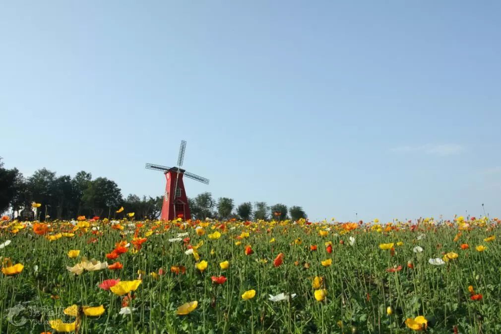 (花海·桂花湖)